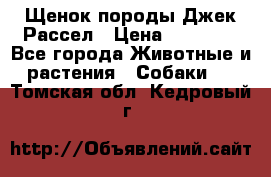 Щенок породы Джек Рассел › Цена ­ 45 000 - Все города Животные и растения » Собаки   . Томская обл.,Кедровый г.